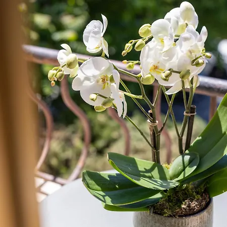 Lou 3* Juan-les-Pins